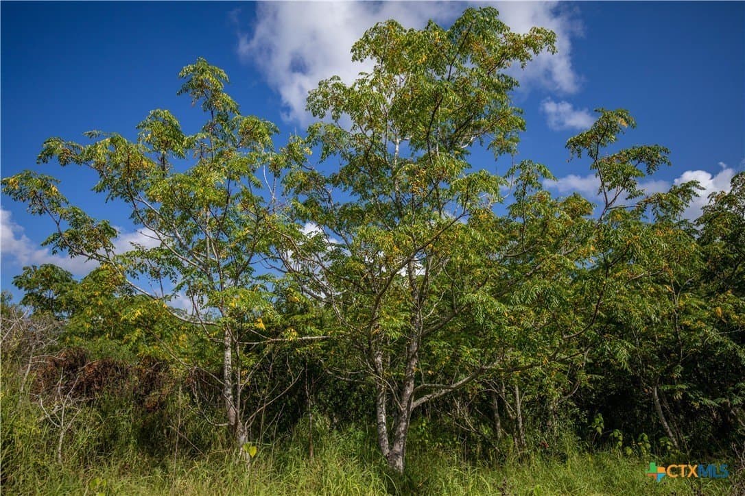 161.72 acres in Refugio County - photo 31