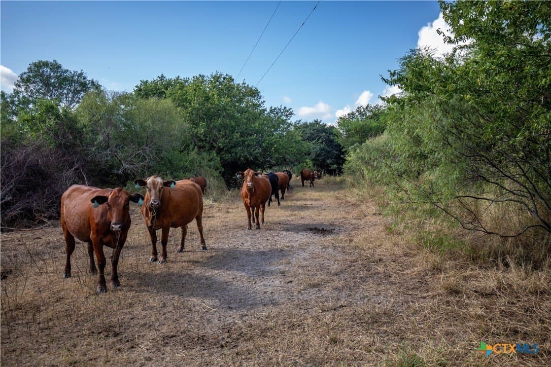 161.72 acres in Refugio County - photo 14