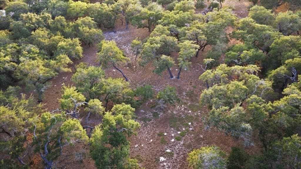 0 acres in Texas County - photo 16