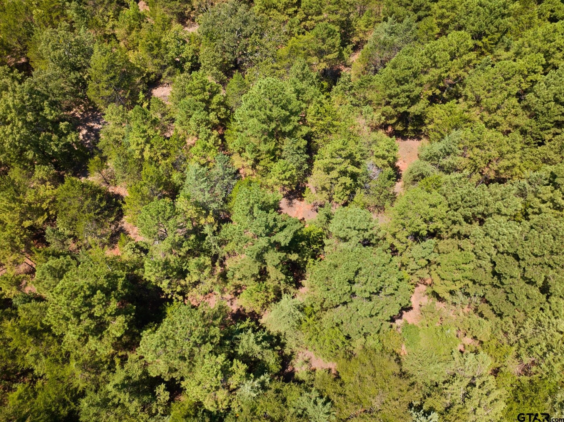 15 acres in Titus County - photo 11