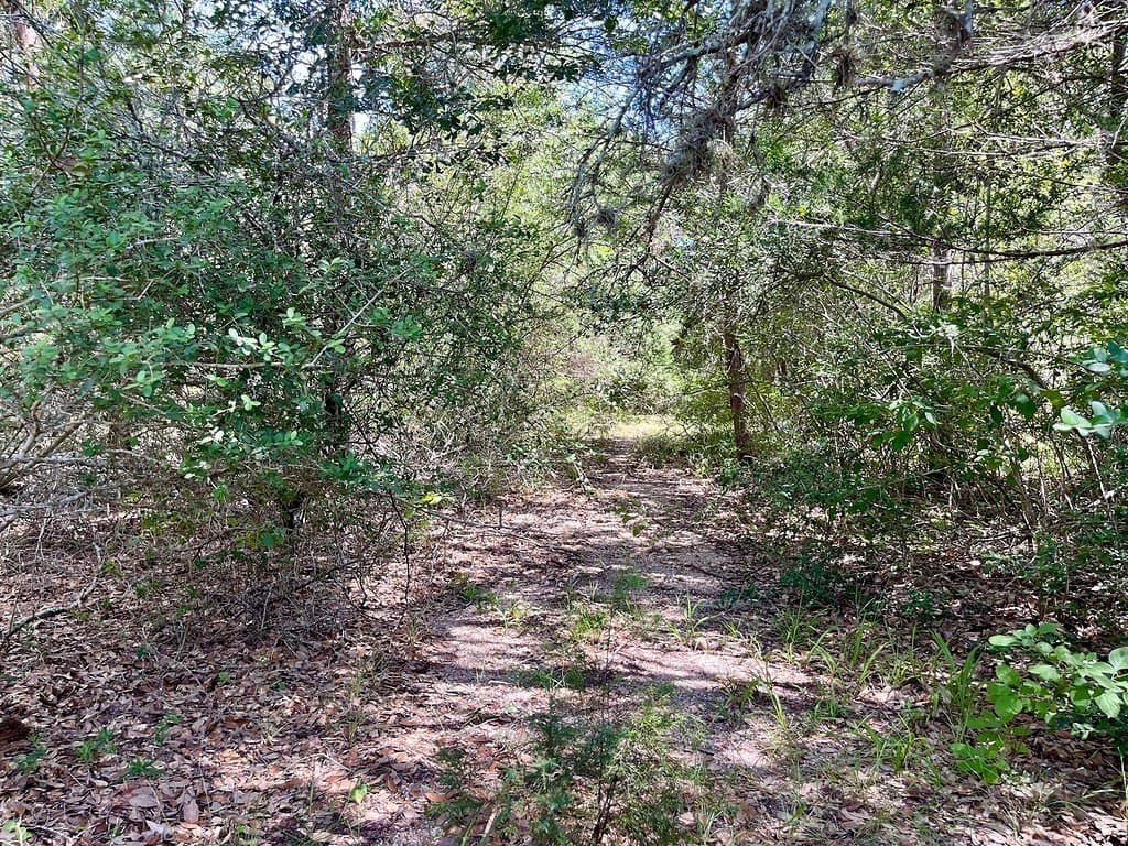 11.28 acres in Colorado County - photo 12