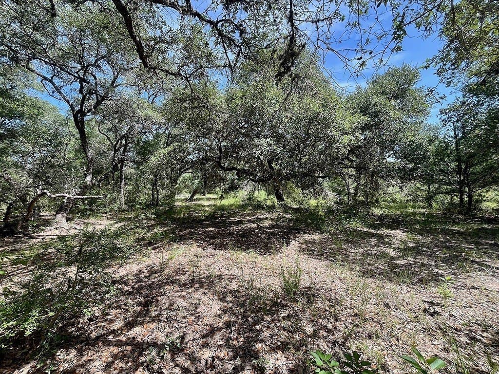 11.28 acres in Colorado County - photo 6