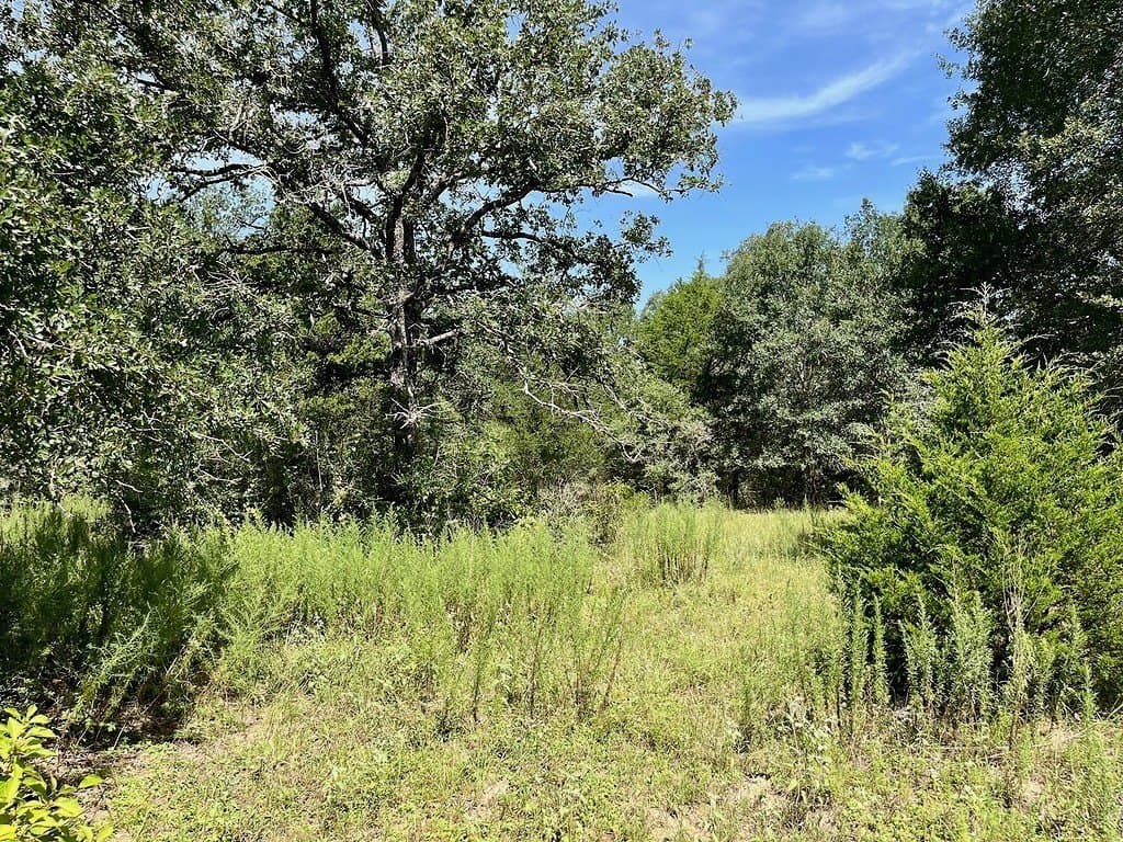 11.28 acres in Colorado County - photo 5