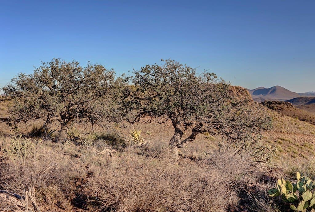 29.73 acres in Jeff Davis County - photo 22