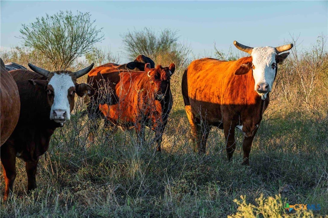 262 acres in Williamson County - photo 5