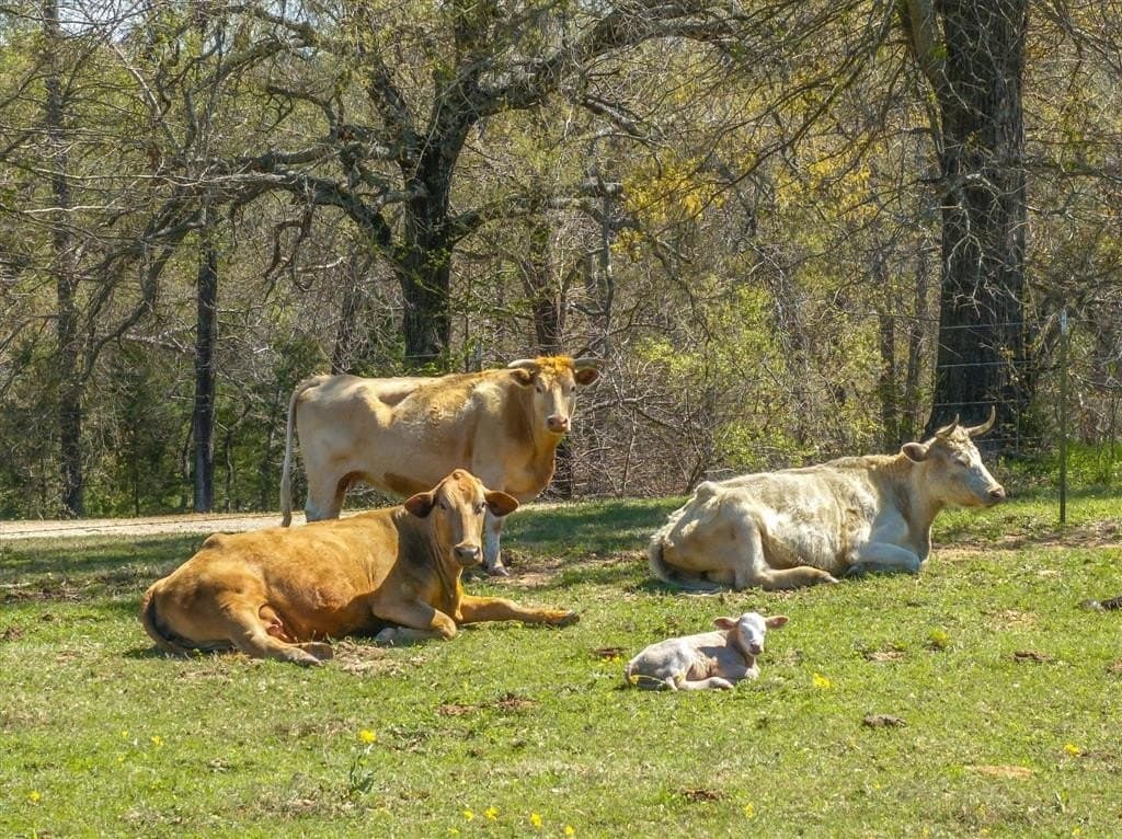 15 acres in Van Zandt County - photo 5