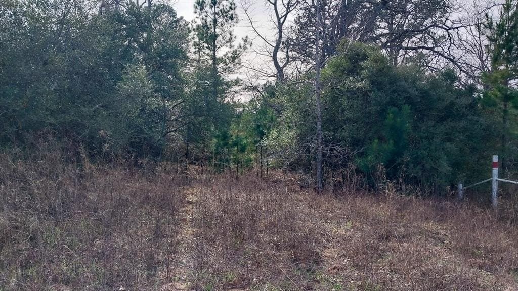 59.66 acres in Leon County - photo 5