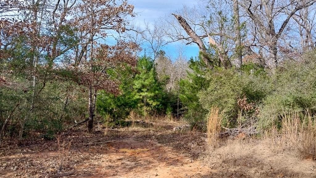59.66 acres in Leon County - photo 3