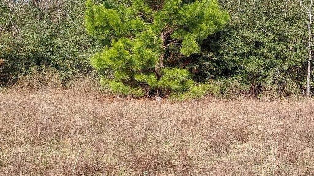 59.66 acres in Leon County - photo 7