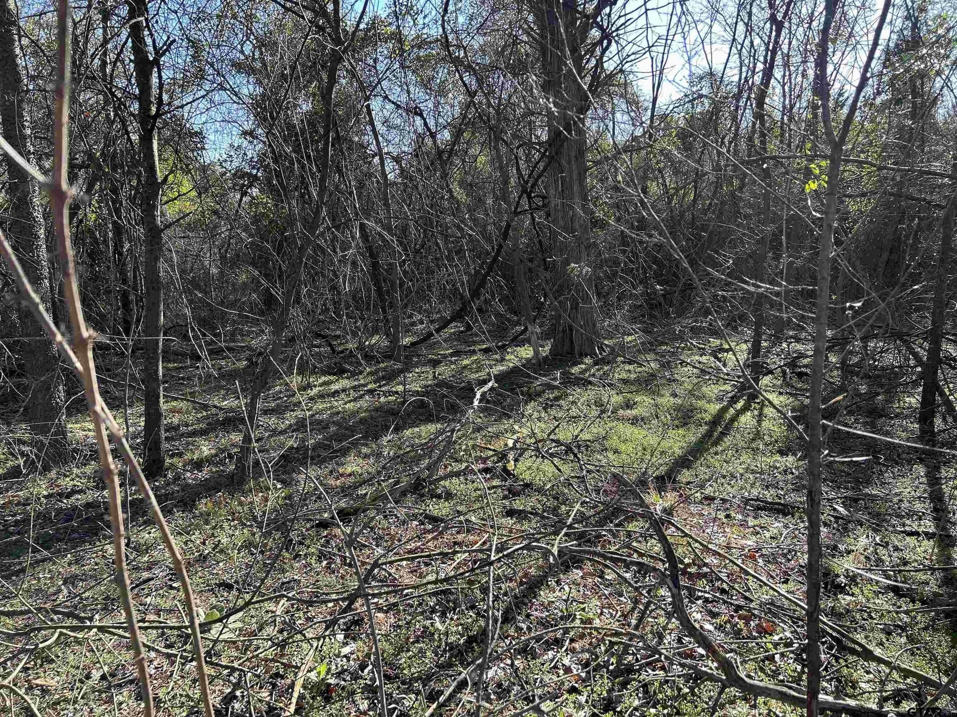 8.1 acres in Camp County - photo 3