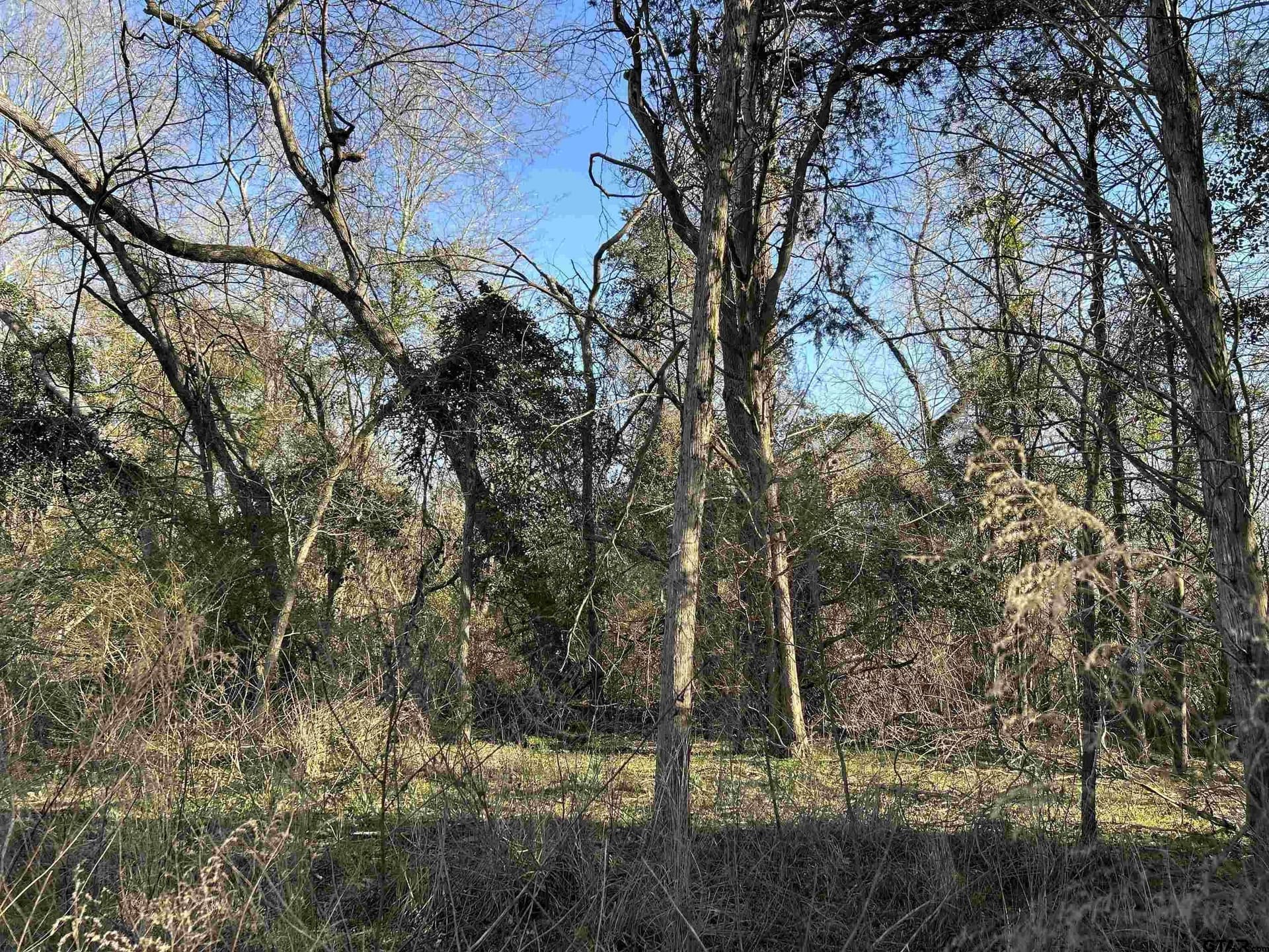 8.1 acres in Camp County - photo 5