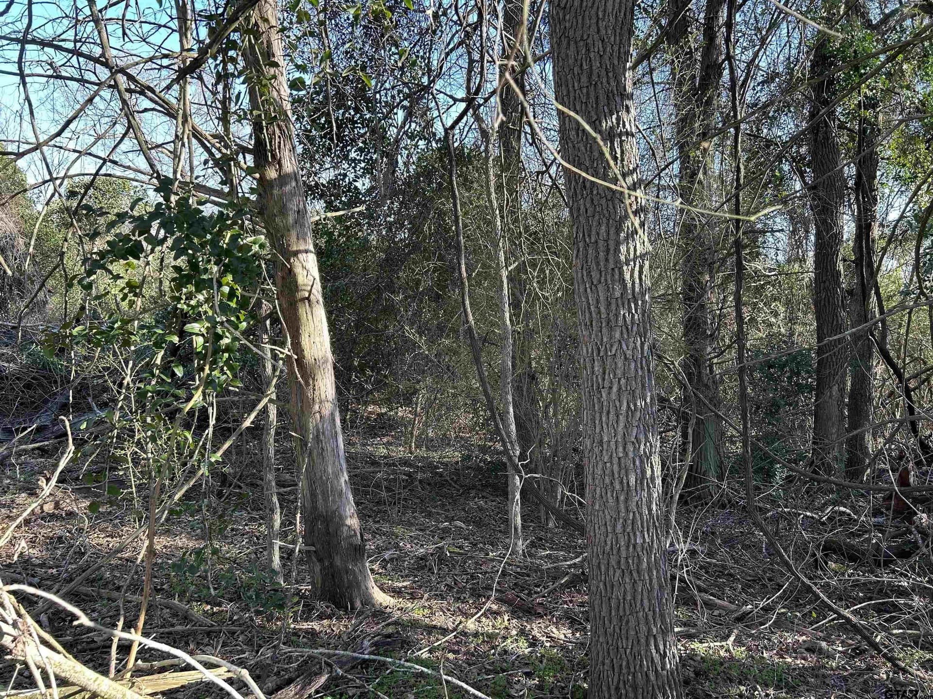 8.1 acres in Camp County - photo 4