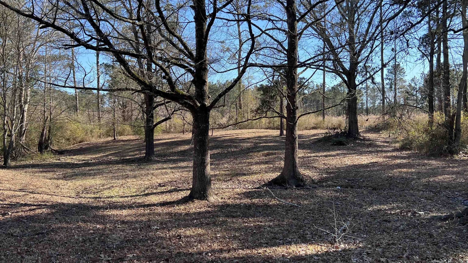 1.53 acres in Panola County - photo 13