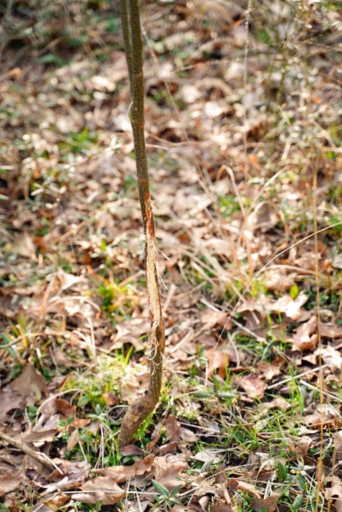 62 acres in Henderson County - photo 14