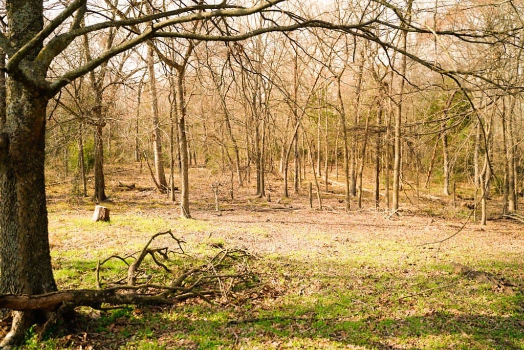 62 acres in Henderson County - photo 16