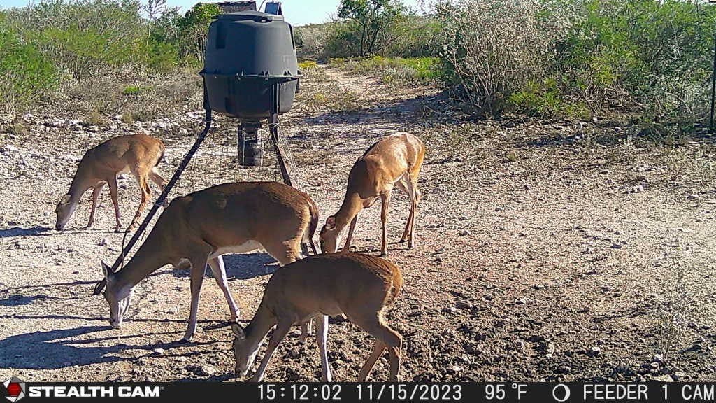 10.24 acres in Live Oak County - photo 6