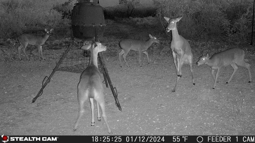 10.24 acres in Live Oak County - photo 13