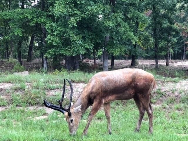 1.01 acres in Henderson County - photo 10
