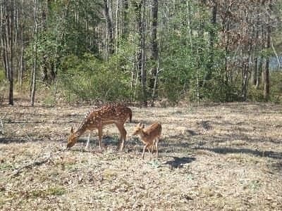 1.01 acres in Henderson County - photo 11