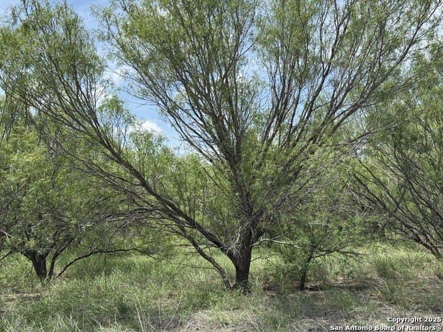 30.3 acres in Zavala County - photo 6