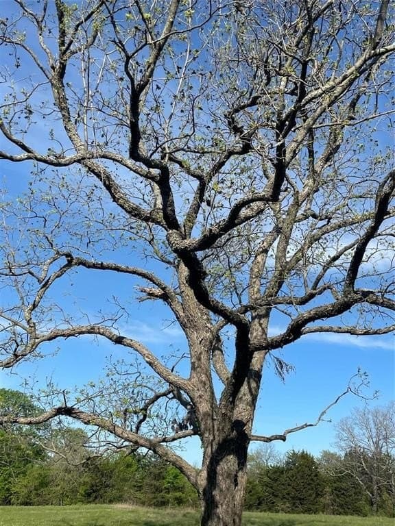76.55 acres in Cooke County - photo 21