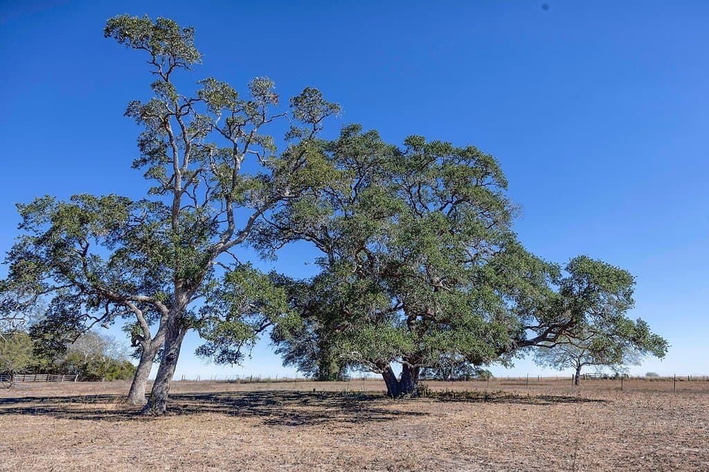 81.92 acres in Lavaca County - photo 8