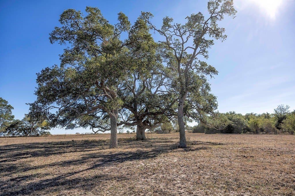 81.92 acres in Lavaca County - photo 9