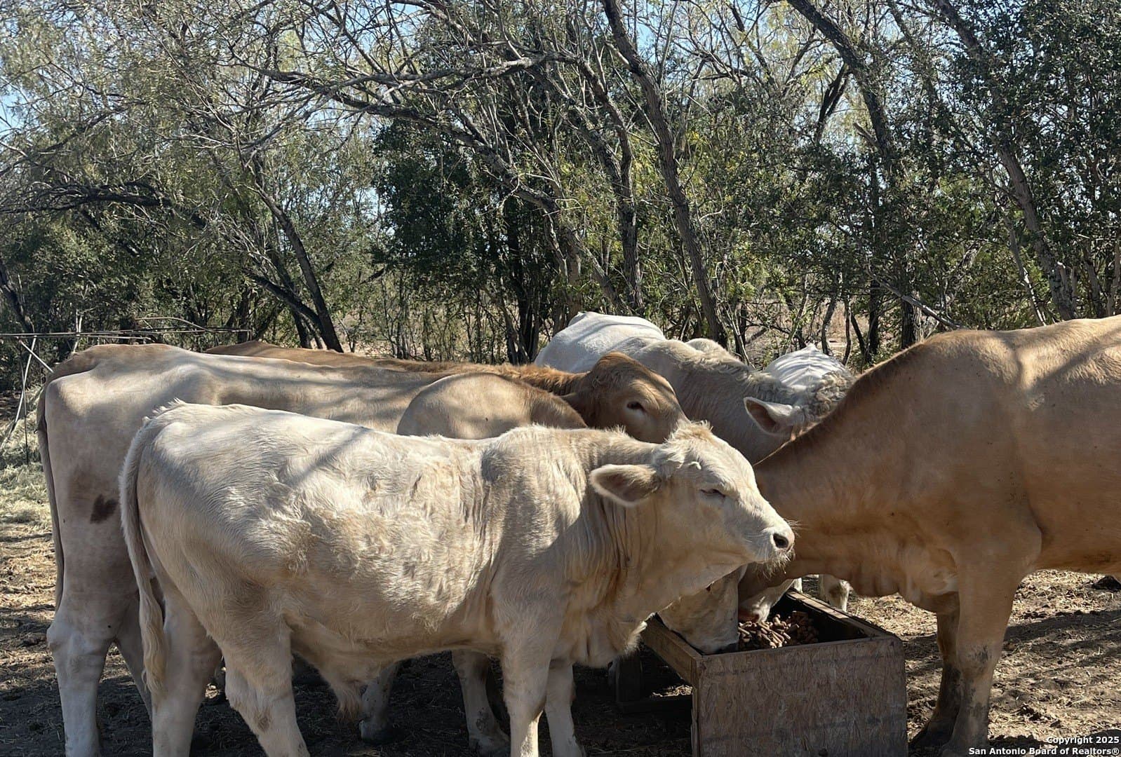 15.7 acres in Bexar County - photo 11