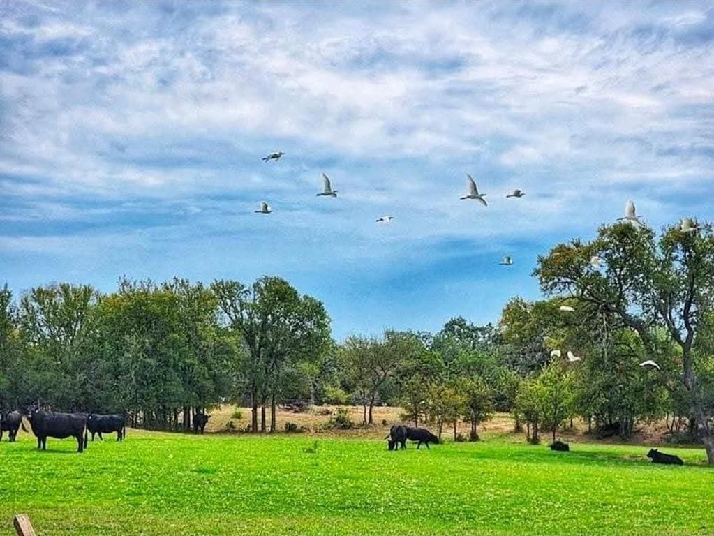 5 acres in Palo Pinto County - photo 5