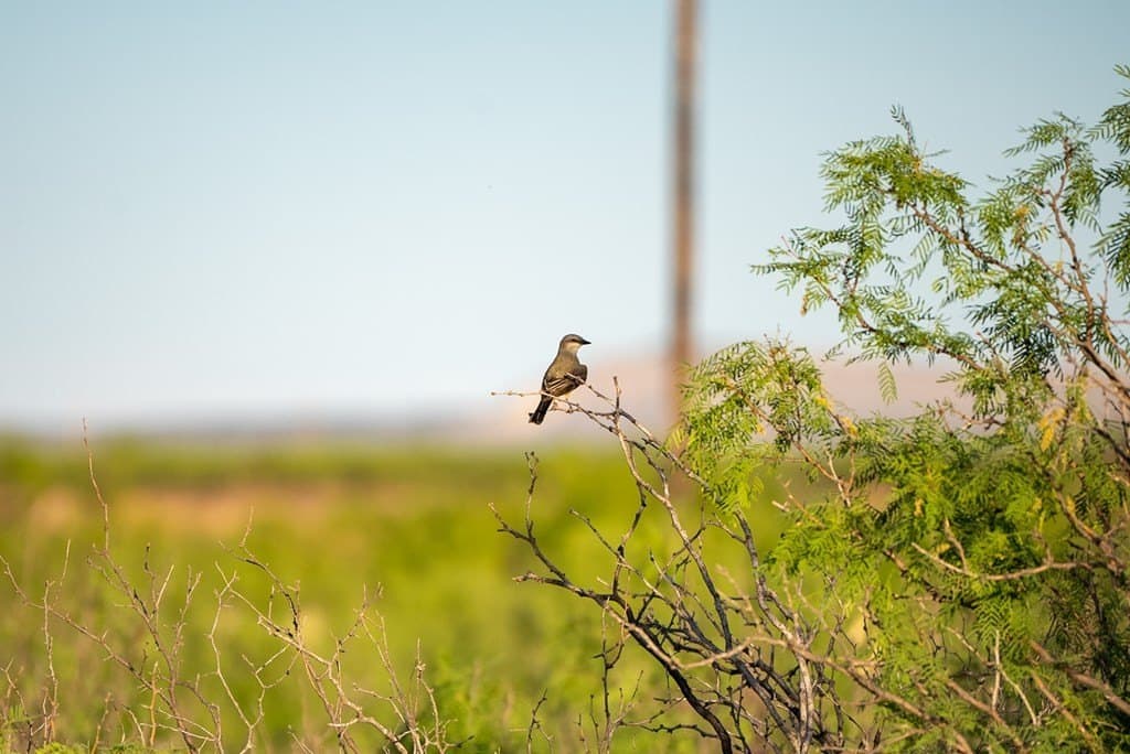 644 acres in Pecos County - photo 2