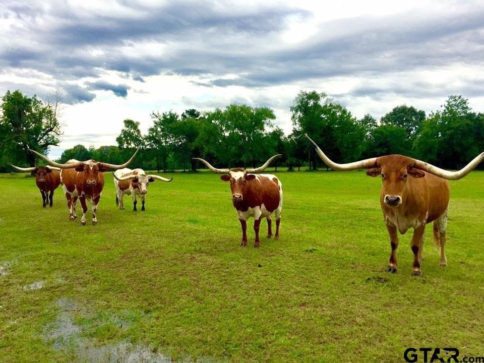 13 acres in Rusk County - photo 41