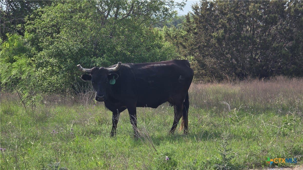 10.1 acres in Coryell County - photo 18