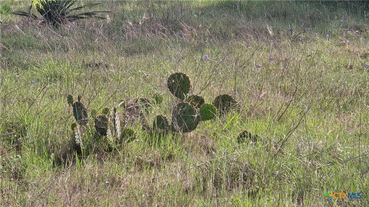 10.1 acres in Coryell County - photo 5