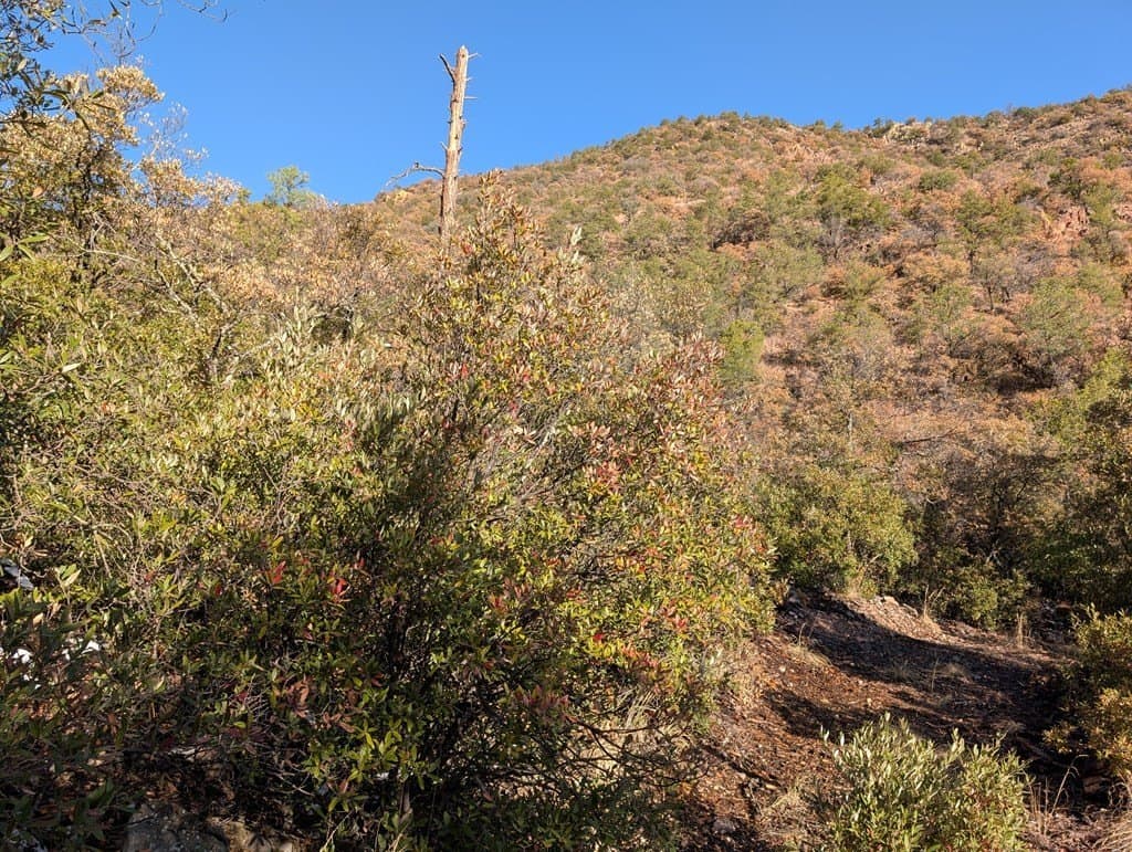 15.31 acres in Jeff Davis County - photo 4
