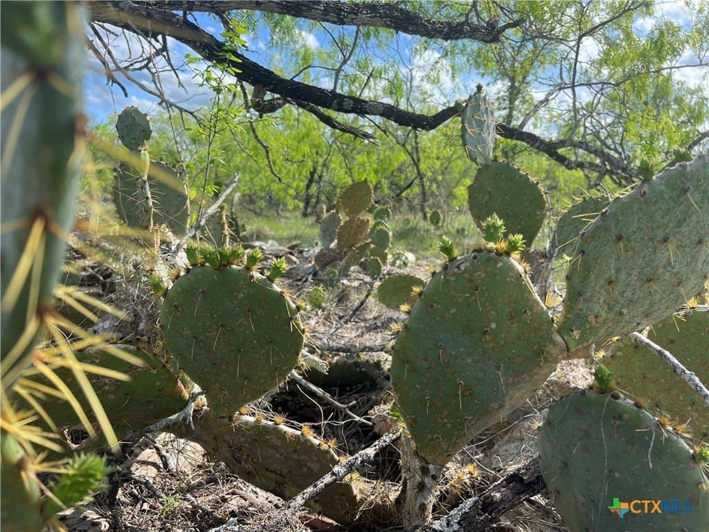 50.01 acres in Gonzales County - photo 5