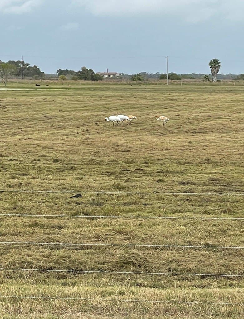 0 acres in Aransas County - photo 22
