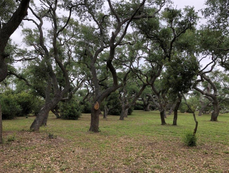 0 acres in Aransas County - photo 15