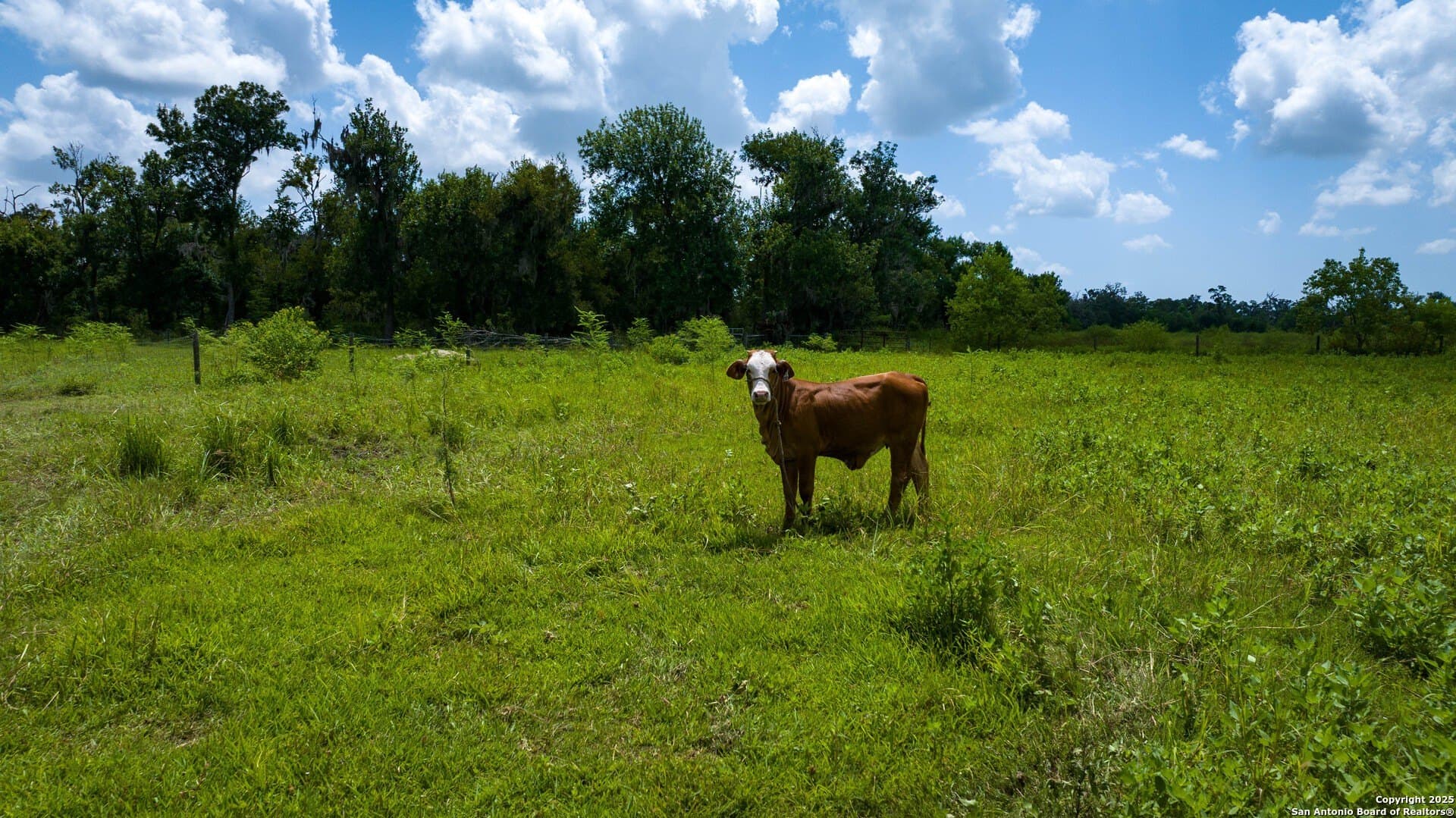 79.41 acres in Brazoria County - photo 36