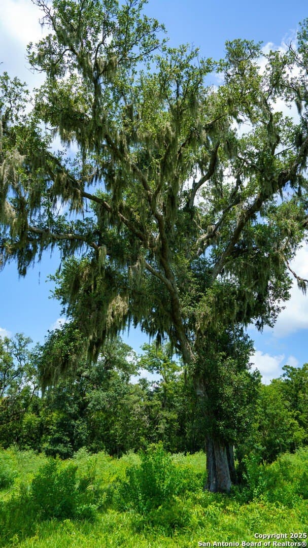 79.41 acres in Brazoria County - photo 44