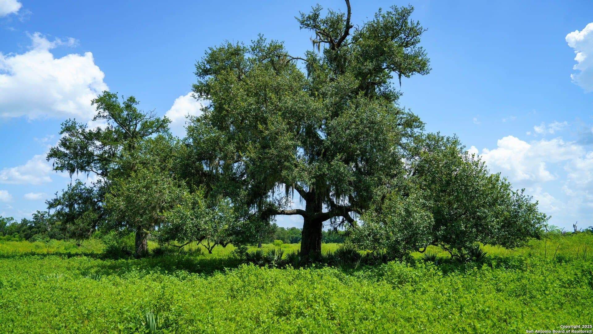 79.41 acres in Brazoria County - photo 38