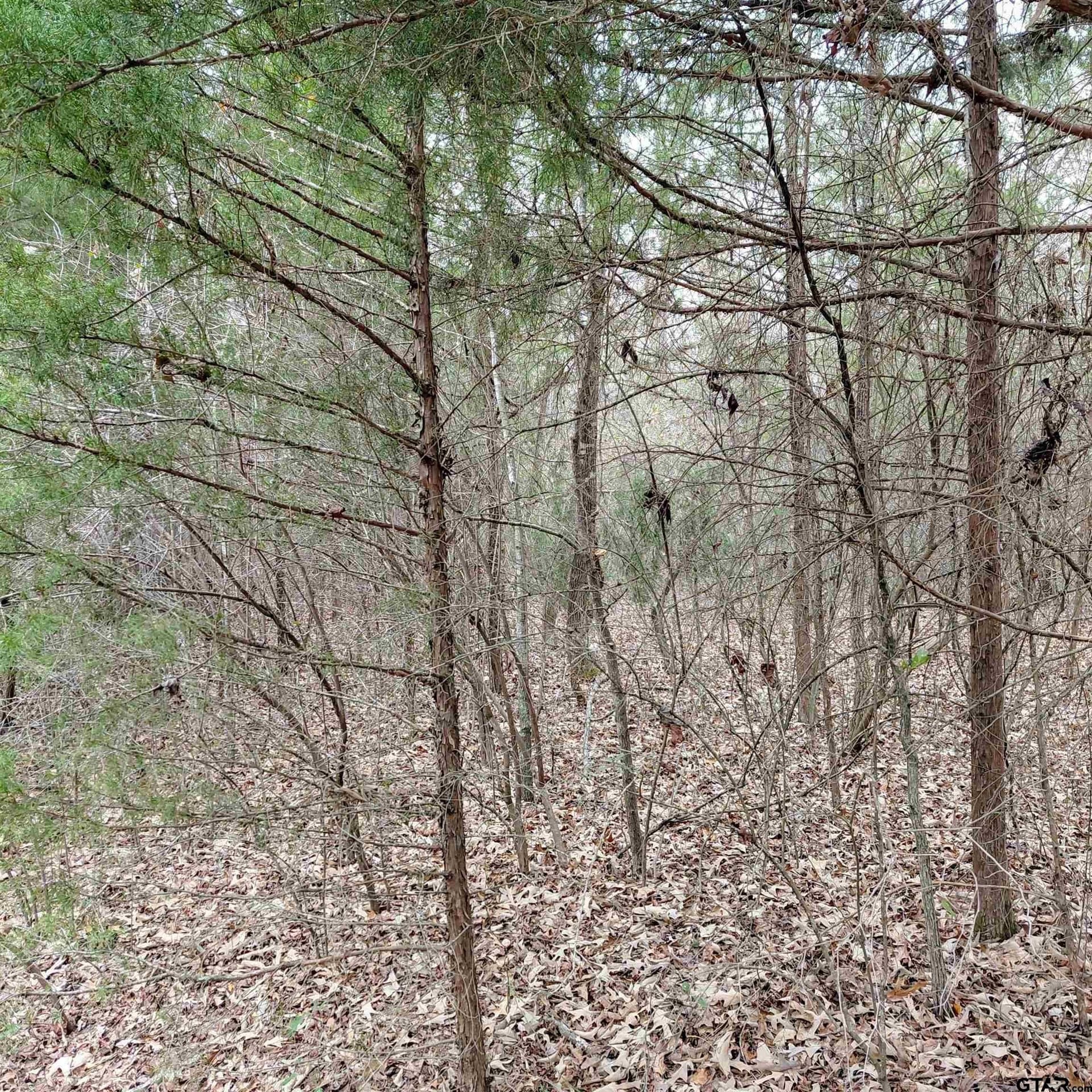 46.6 acres in Bowie County - photo 4