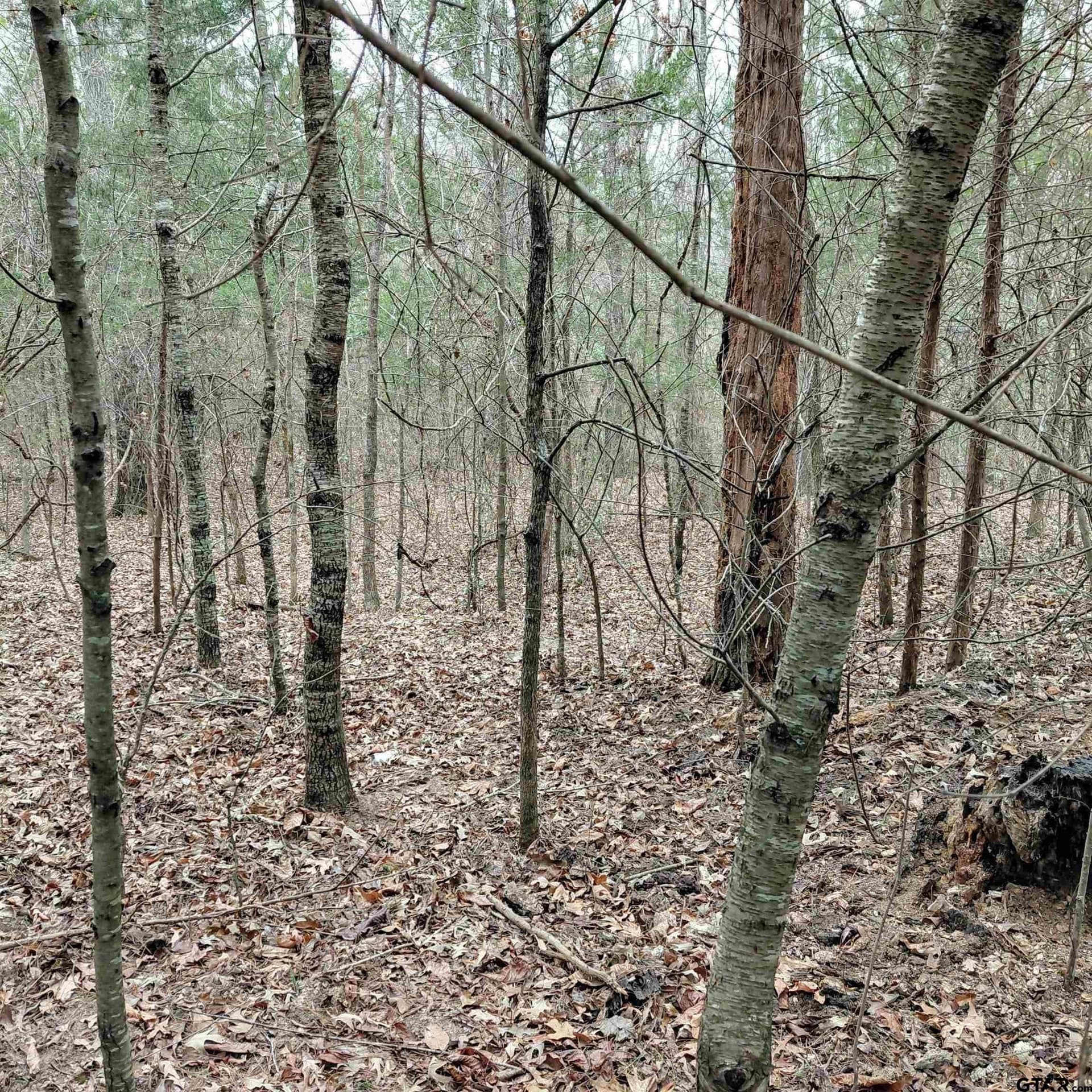 46.6 acres in Bowie County - photo 5
