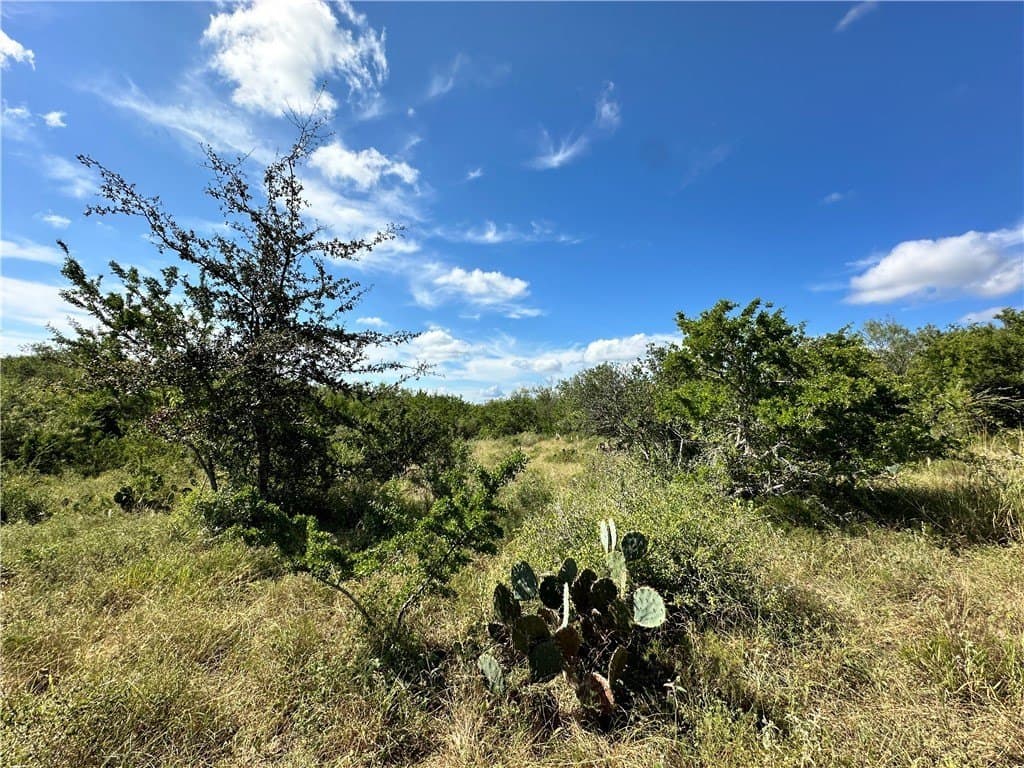 67 acres in Live Oak County - photo 4