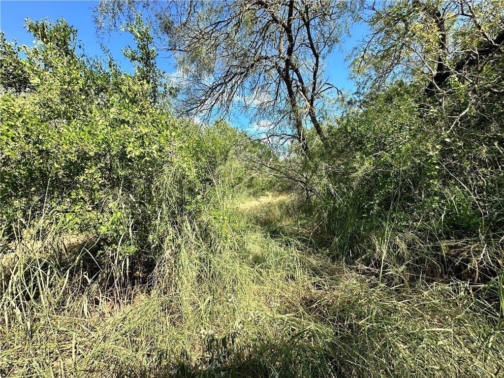 67 acres in Live Oak County - photo 7