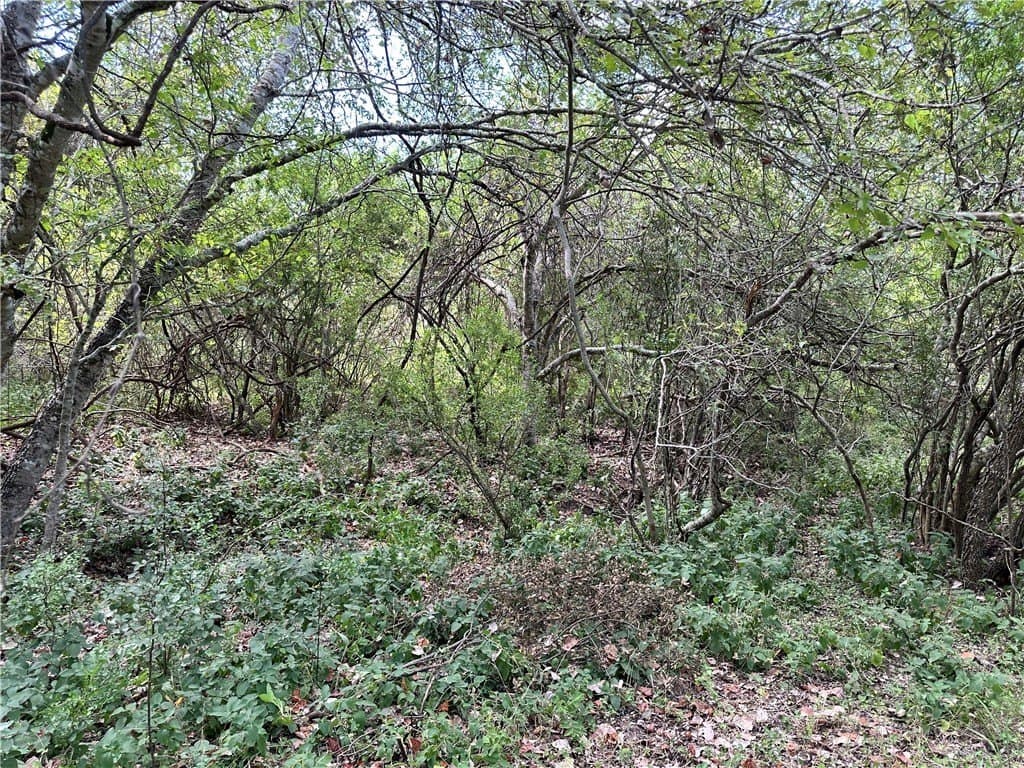 67 acres in Live Oak County - photo 22