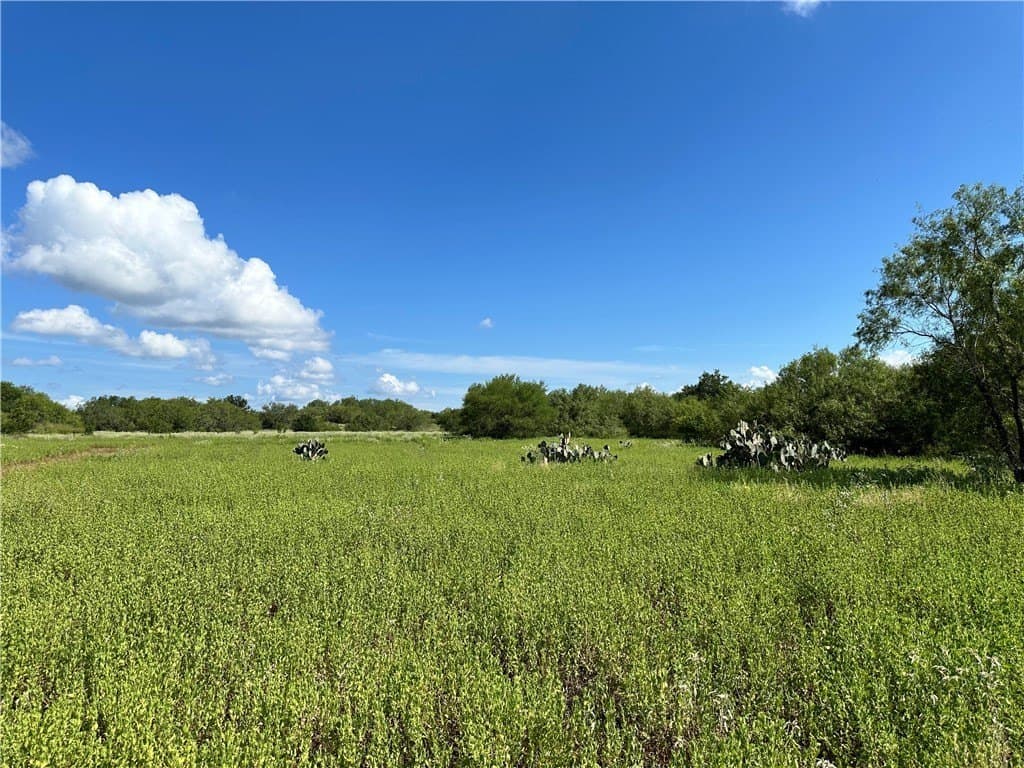 67 acres in Live Oak County - photo 16
