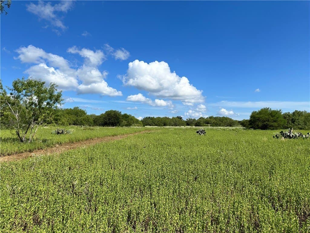 67 acres in Live Oak County - photo 15