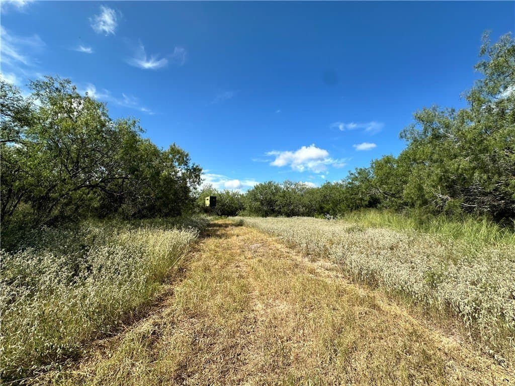 67 acres in Live Oak County - photo 6