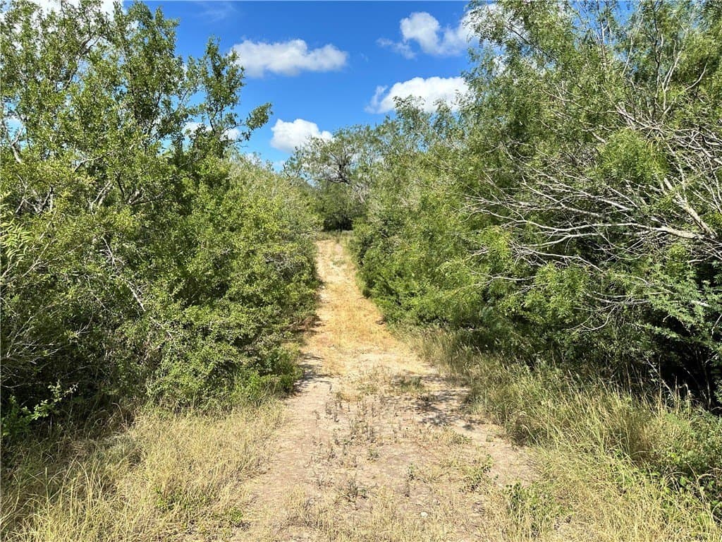 67 acres in Live Oak County - photo 14