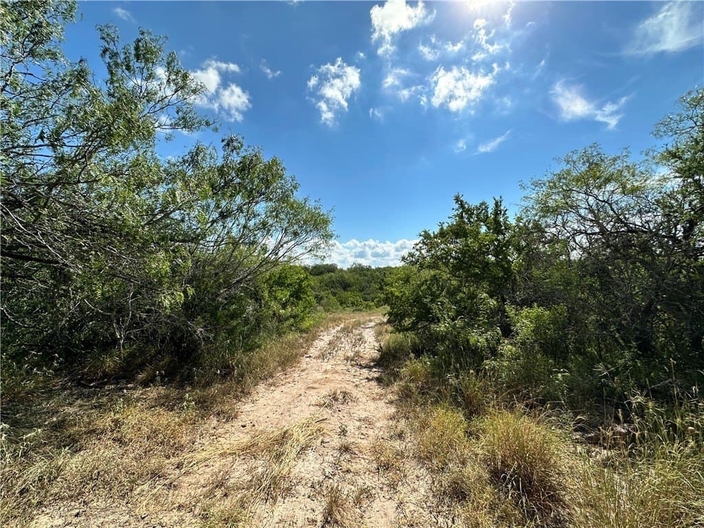 67 acres in Live Oak County - photo 11